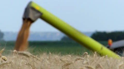 Unloading wheat during the harvest. Video stock 54590897