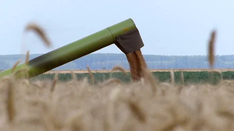 Unloading wheat during the harvest. Stock Footage 54591245