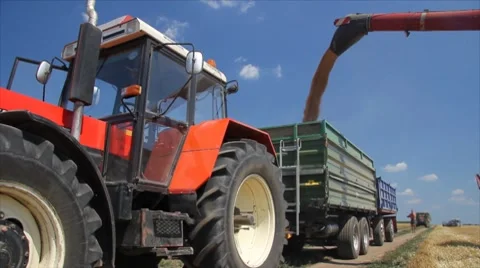 Unloading Wheat Video stock 7752538
