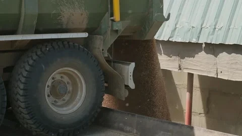 Unloading wheat grain from a car at an elevator 스톡 동영상 166946984