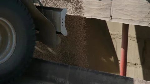 Unloading wheat grain from a car at an elevator 스톡 동영상 166946989