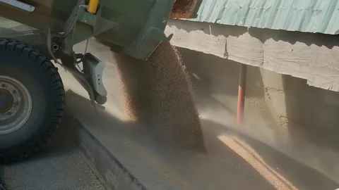 Unloading wheat grain from a car at an elevator Stock Footage 166946992
