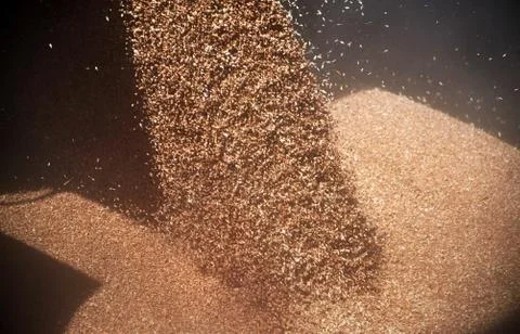 Unloading wheat grain Stock Photos