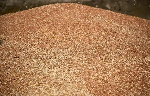 Unloading wheat grain Stock Photos