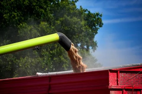Unloading wheat grain Stock Photos