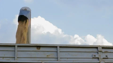 Unloading Wheat Grain Into Tractor Trailer, Wheat Harvest HD Stock Footage 49184691