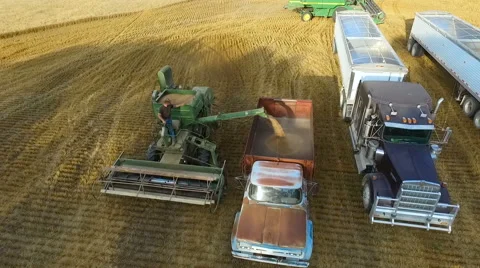 Unloading Wheat into Old Fashioned Farm Truck (Kansas USA) Vídeo Stock 61739123