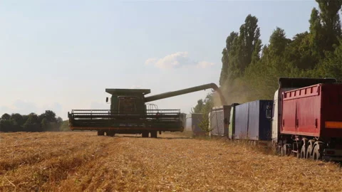 Unloading wheat seeds from the combine to the dump truck. Stock Footage 113480783