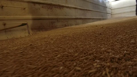 Unloading wheat into the silo or mill Stock Footage 124965632