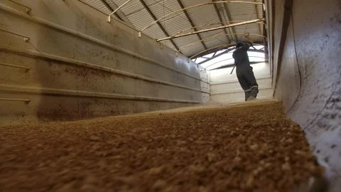 Unloading wheat into the silo or mill Stock Footage 124965822