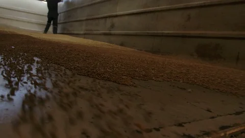 Unloading wheat into the silo or mill Stock Footage 124966011