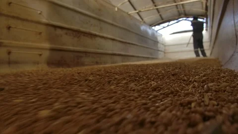 Unloading wheat into the silo or mill Stock Footage 124966102