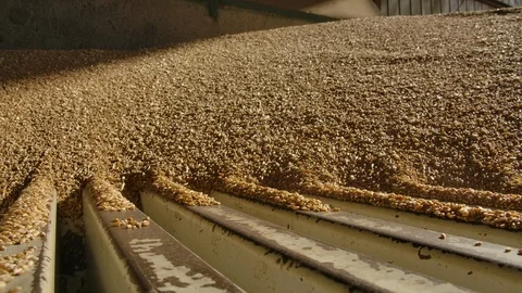 Unloading wheat into the silo or mill Stock Footage 124969348