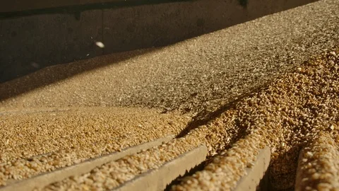Unloading wheat into the silo or mill Stock Footage 124969430