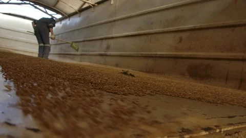 Unloading wheat into the silo or mill Stock Footage 124969476