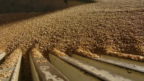 Unloading wheat into the silo or mill 스톡 동영상 124969647