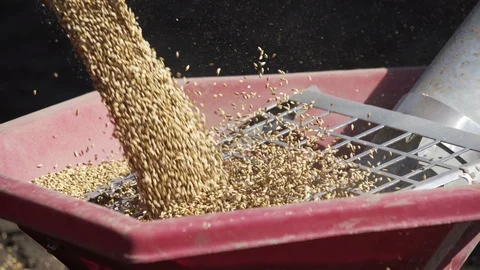 Unloading wheat in the tractor trailer for sowing land. Stock-Footage 106454952