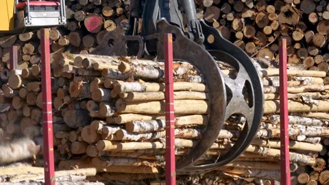 Unloading wood into stacks. Deforestation. Stockbeeldmateriaal 293199664