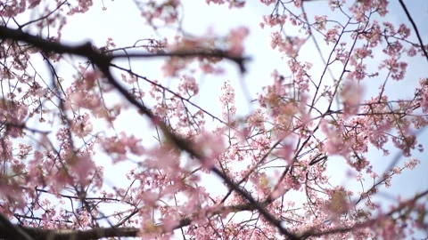 Unlock the Secrets of Sakura: How to Bring Home Japan's Cherry Blossom Magic! Stock Footage 312242370