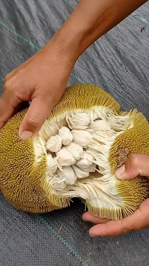 "Unlocking Nature's Treasure: A Man Discovers the Delights of Ripe Tarap Fruit" Stock Footage 277317867