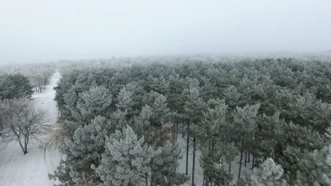 Unmanned road frames in the winter forest. 库存影片 72535728