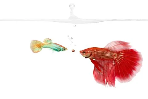 Unmatched Stock Photos