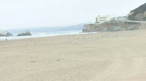 Unmoving Beach Bird Flock 库存影片 78683
