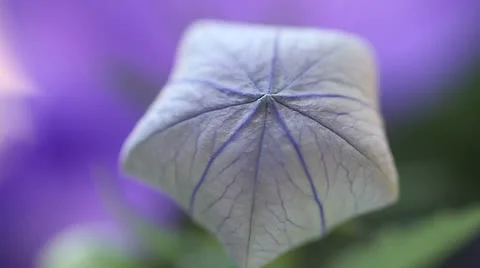 Unopened balloon flower Stock Footage 25713049