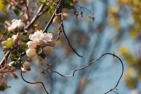 Unopened buds on an apple tree, selective focus. Stock Photos