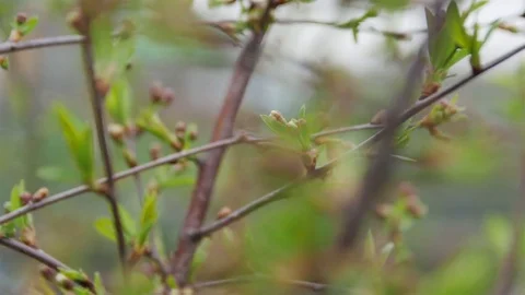 Unopened buds of flowers on an Apple tree. Dolly. Sound Stock Footage 72972502