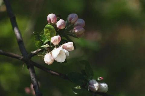 Unopened buds on a fruit tree, close up, selective focus Stock Photos