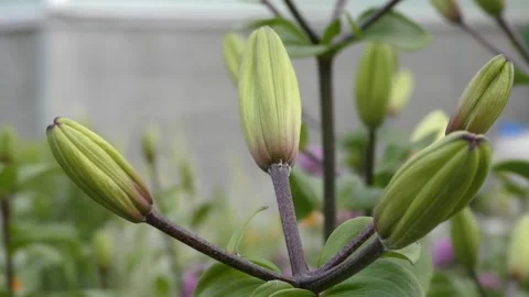 Unopened buds of the Lily flower Stock Footage 137488106