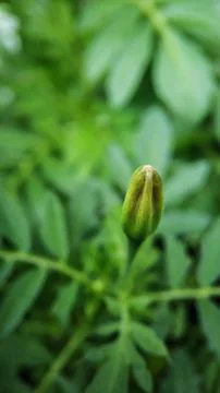 Unopened buds of marigolds close-up against a background of green foliage Stock Photos