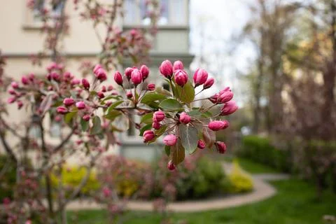 Unopened buds of pink tree in spring Stock Photos