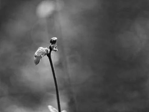 Unopened buds on a tree in the spring forest Stock Photos