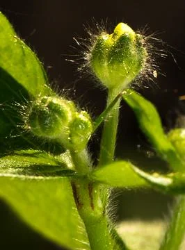 Unopened buttercup buds Foto stock