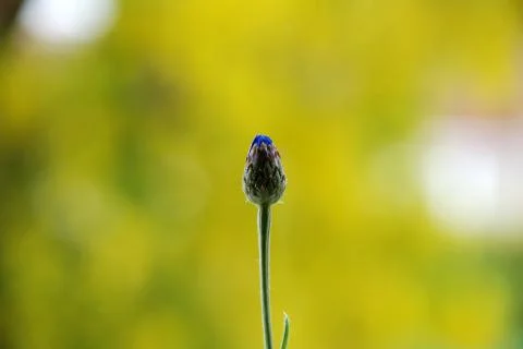 Unopened cornflower bud Stock Photos