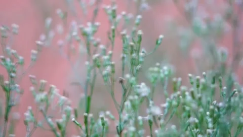 Unopened dandelion Stock Footage 234361676