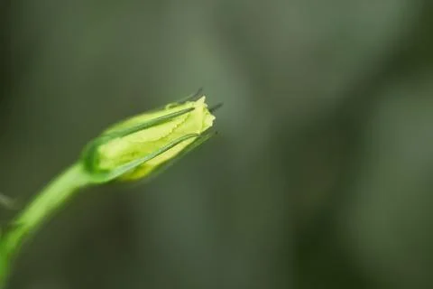 Unopened eustoma flowers close up macro shot. Stock Photos