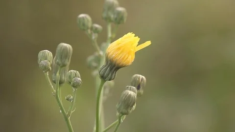 Unopened Flower Background Stock Footage 70288230