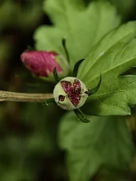 Unopened flower bud infested with insects in natural outdoor setting close-.. Stock Photos