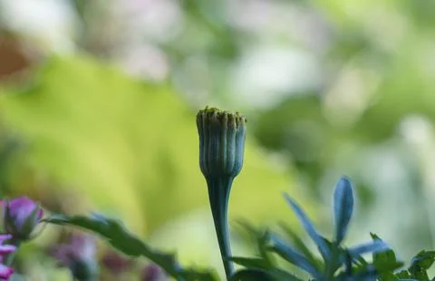 An unopened flower bud Stock Photos
