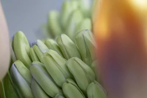 Unopened flower buds. Stock Photos