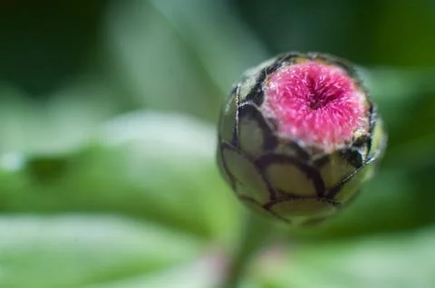 Unopened gerbery button Stock Photos