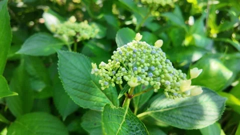 Unopened Hydrangea Flower Buds Swaying in the Wind Stock-Footage 341669821