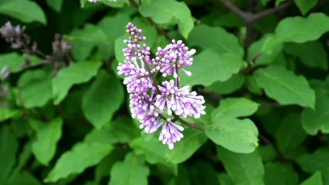 Unopened Lilac Flowers Stock Footage 134425201