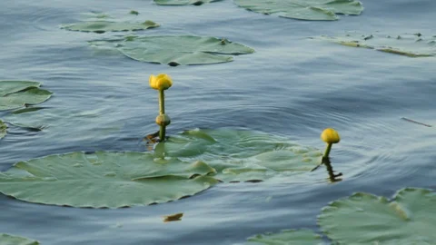 Unopened Lotus on the Water Stock Footage 89437256