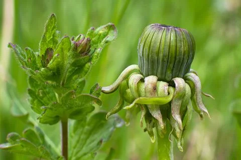 Unopened meadow plants Stock Photos