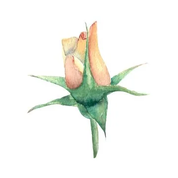 An unopened peach-colored rose Bud on a white background. Watercolor illustra Stock Illustration