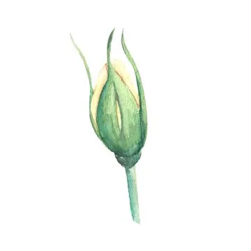 An unopened peach-colored rose Bud on a white background. Watercolor illustra Stock Illustration